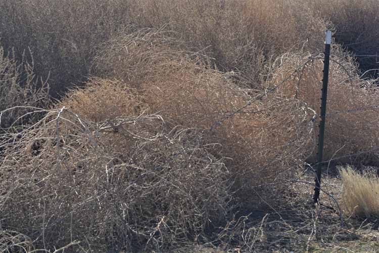 tumbleweed